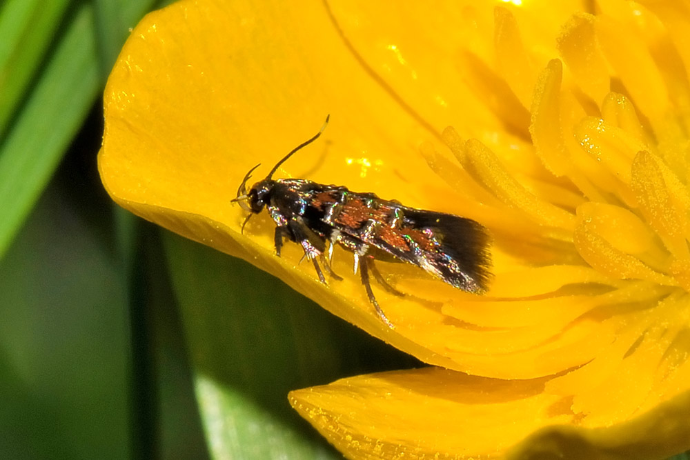 Gelechiidae? No, Cosmopterigidae - Pancalia leuwehnoekella